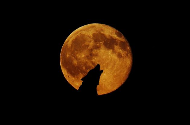 Sihuet af hylende ulv mod fuldmåne