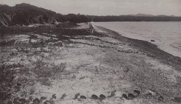 Sort/hvid fotografi fra omkring 1900 af en mand på en flad strand fyldt med tang